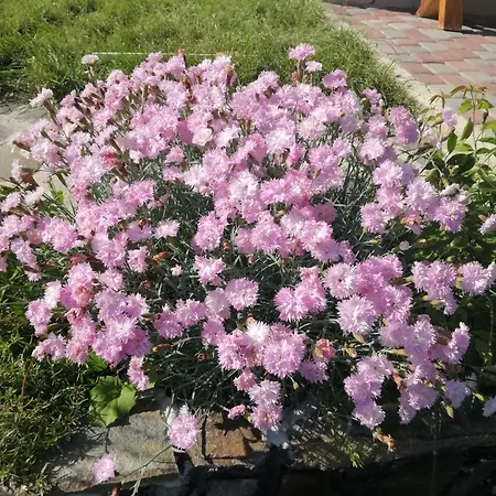 гостинний двір у ангеліни Holiday home